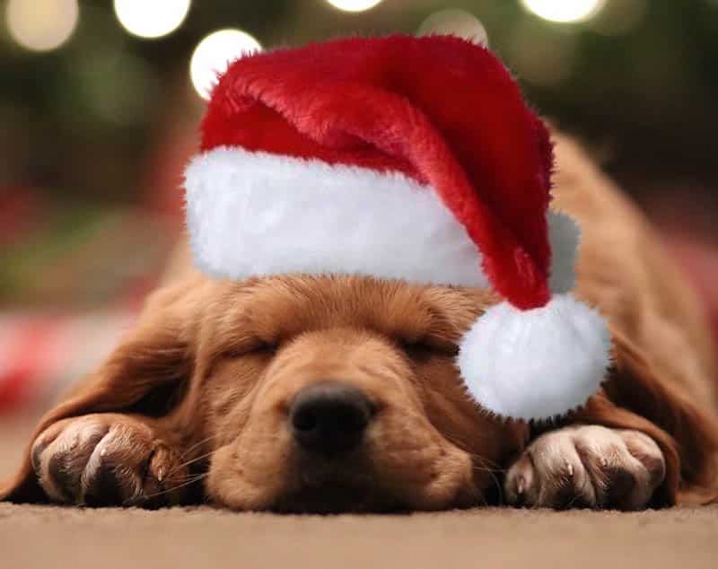 puppy, ‘Twas the Night Before Your Interview